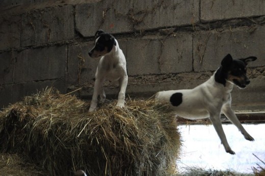 arco y bambi jugando un poco entre la paja